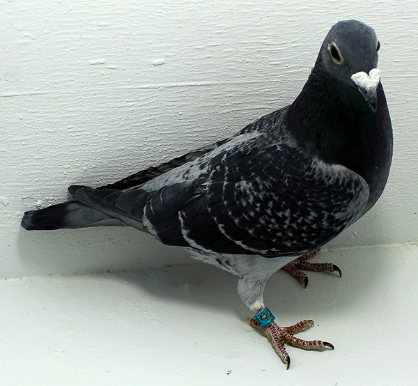 Band: AU 20052 FOYS 2025